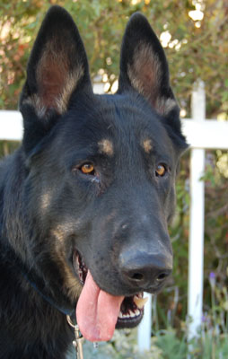 Cisco von Stern face